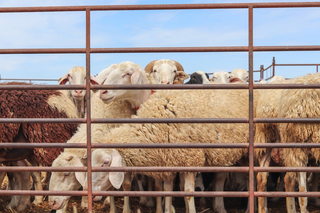 Services A group of sheep gathered behind a metal fence on a sunny day at a Spanish farm.