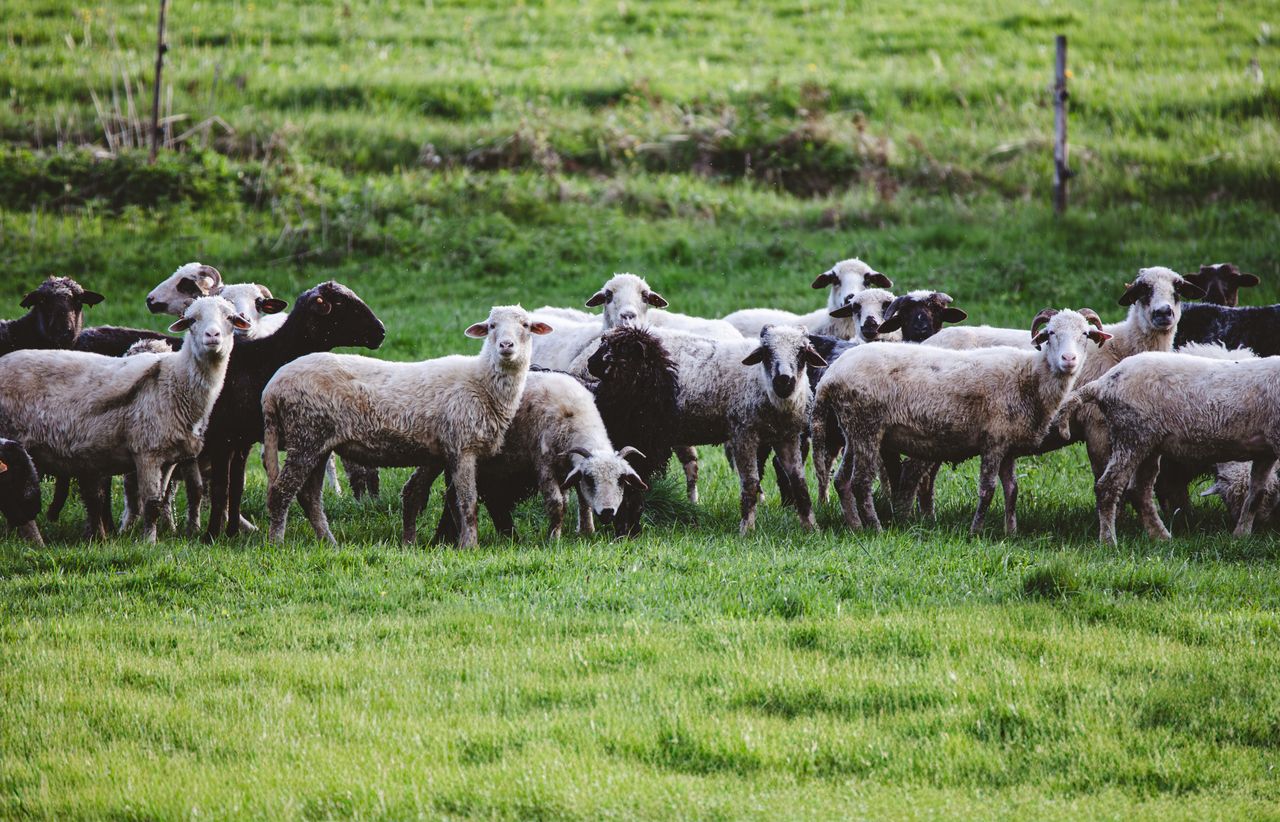 Home A peaceful flock of sheep grazing in a vibrant green pasture in daylight.