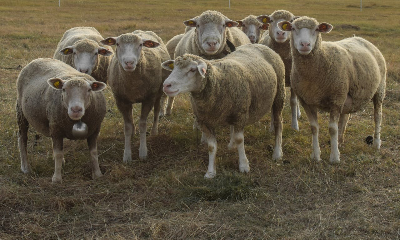 Home A herd of sheep grazing peacefully in a rural pasture during the day.