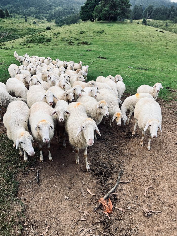 Home A large flock of sheep gathering on a grassy hillside in picturesque outdoor landscape.