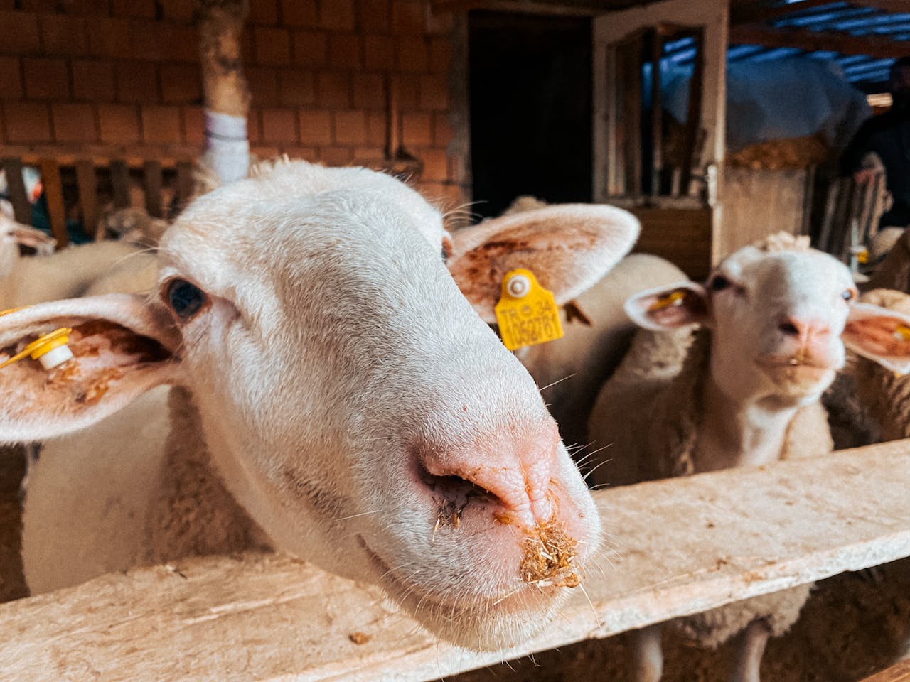 Home Close-up of white sheep in a barn with visible ear tags, creating a rustic farm atmosphere.