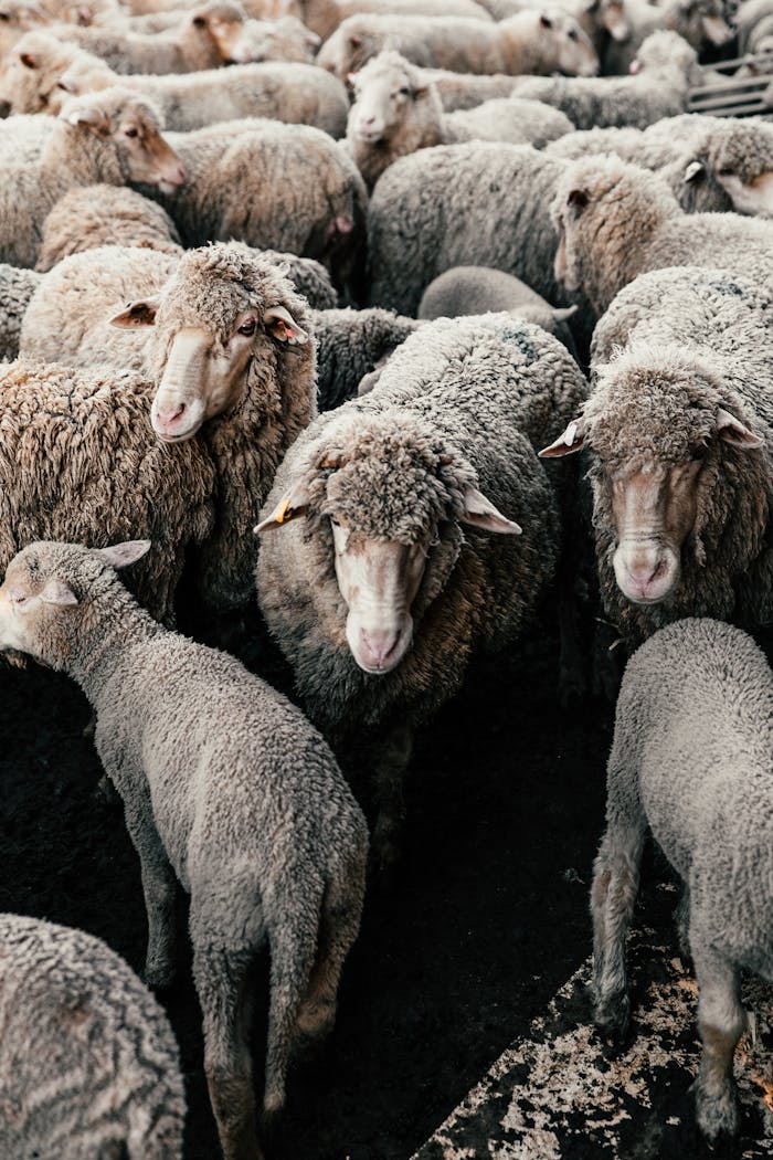 Services Flock of domestic fluffy sheep standing close in enclosure in rural farmyard in daylight